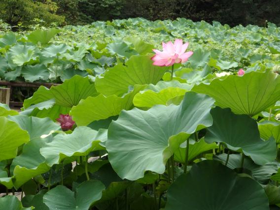 薬師池公園20150813 (17)