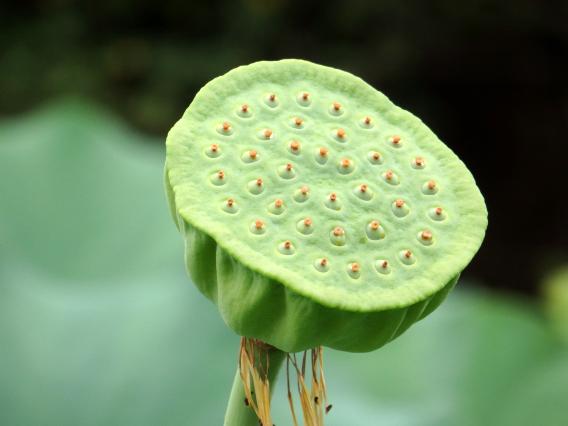 蓮の花の花びらが落ちた後