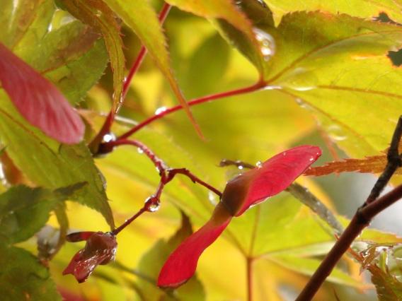 薬師池公園もみじの種の羽