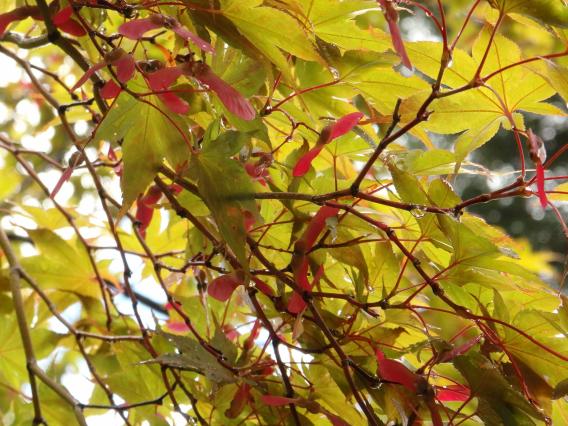 薬師池公園もみじの花の種の羽