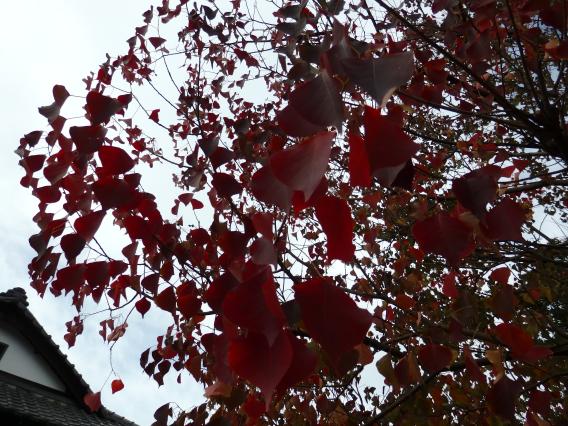 紅葉三保町20151117 (2)