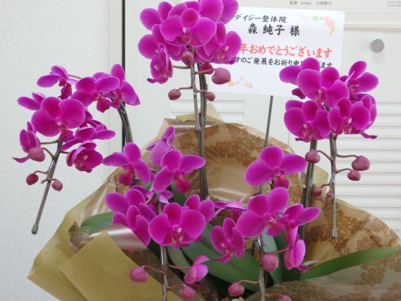 １０周年お祝い胡蝶蘭