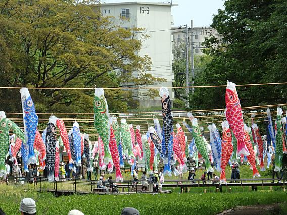 里山ガーデン20170503 (25)