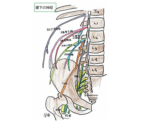 腰下の神経図