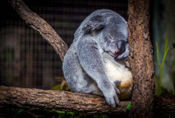 睡眠コアラ